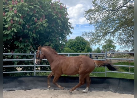 Sportivo Tedesco / Sportivo della Germania, Stallone, 2 Anni, 164 cm, Sauro scuro