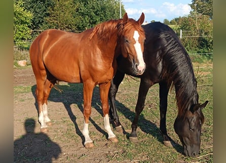 Sportivo Tedesco / Sportivo della Germania, Stallone, 3 Anni, 160 cm, Sauro