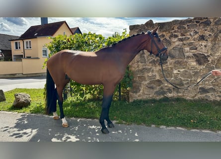 Sportivo Tedesco / Sportivo della Germania, Stallone, 3 Anni, 168 cm, Baio