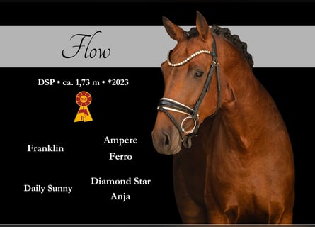 Sportivo Tedesco / Sportivo della Germania, Stallone, 3 Anni, 170 cm, Baio scuro