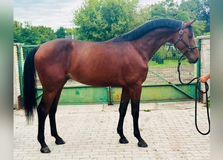 Sportivo Tedesco / Sportivo della Germania, Stallone, 3 Anni, 172 cm, Baio