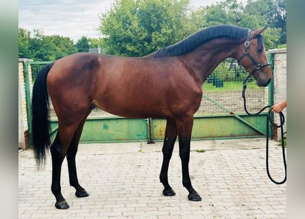 Sportivo Tedesco / Sportivo della Germania, Stallone, 3 Anni, 172 cm, Baio