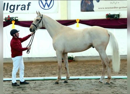 Sportivo Tedesco / Sportivo della Germania, Stallone, 3 Anni, 172 cm, Palomino