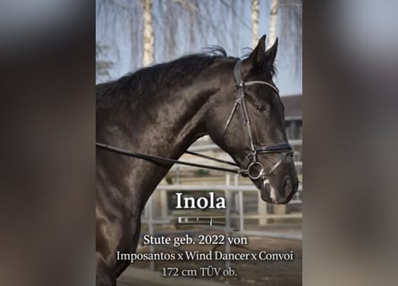 Sportivo Tedesco / Sportivo della Germania, Stallone, 4 Anni, 172 cm, Morello