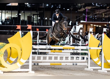 Sportivo Tedesco / Sportivo della Germania, Stallone, 6 Anni, 163 cm, Baio
