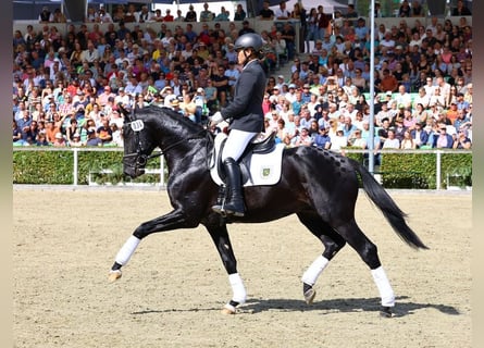 Sportivo Tedesco / Sportivo della Germania, Stallone, 4 Anni, 168 cm, Baio nero