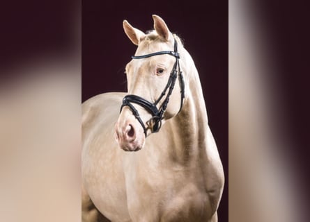 Sportivo Tedesco / Sportivo della Germania, Stallone, 13 Anni, 171 cm, Cremello