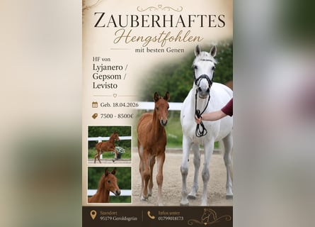 Sportivo Tedesco / Sportivo della Germania, Stallone, Puledri (04/2026), 165 cm, Baio