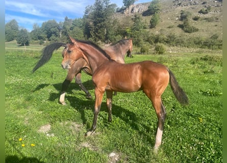 Sportivo Tedesco / Sportivo della Germania, Stallone, Puledri (05/2026), 170 cm, Baio