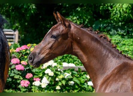 Sportivo Tedesco / Sportivo della Germania, Stallone, Puledri (02/2026), 170 cm