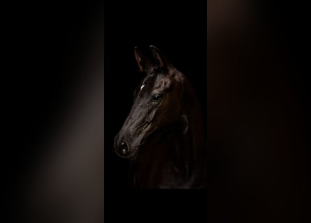 Sportivo Tedesco / Sportivo della Germania, Stallone, Puledri (04/2025), 170 cm, Morello