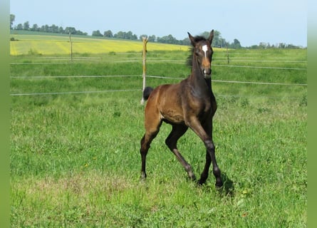 Sportivo Tedesco / Sportivo della Germania, Stallone, Puledri (03/2026), 170 cm, Può diventare grigio