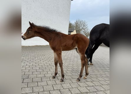 Sportivo Tedesco / Sportivo della Germania, Stallone, Puledri (03/2026), 172 cm, Baio scuro