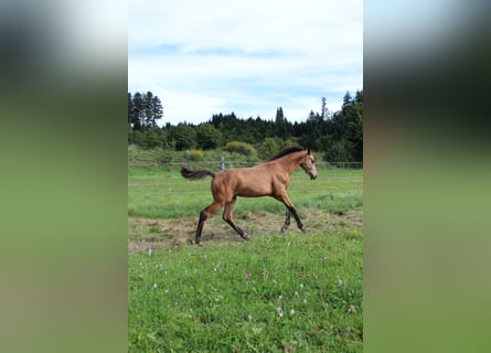 Sportivo Tedesco / Sportivo della Germania, Stallone, Puledri (03/2025), 175 cm, Pelle di daino