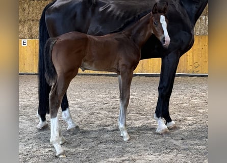 Sportivo Tedesco / Sportivo della Germania, Stallone, Puledri (07/2026), Baio