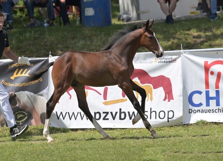 Sportivo Tedesco / Sportivo della Germania, Stallone, Puledri (04/2025), Baio