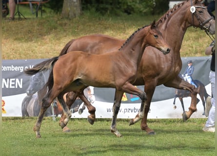 Sportivo Tedesco / Sportivo della Germania, Stallone, Puledri (04/2025), Morello