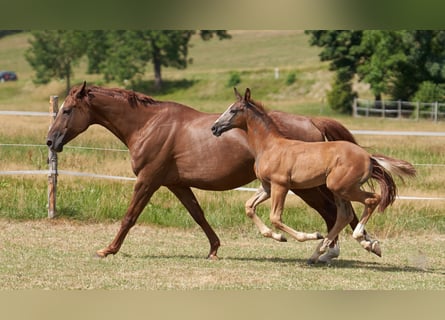 Sportivo Tedesco / Sportivo della Germania, Stallone, Puledri (05/2026), Può diventare grigio