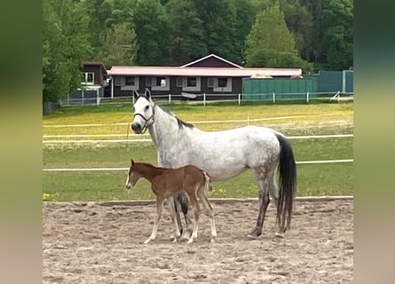 Sportivo Tedesco / Sportivo della Germania, Stallone, , Può diventare grigio