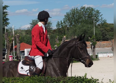 Sportivo Ungherese / Sportivo dell'Ungheria, Castrone, 11 Anni, 170 cm, Baio scuro