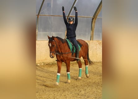 Sportivo Ungherese / Sportivo dell'Ungheria, Castrone, 15 Anni, 167 cm, Baio ciliegia