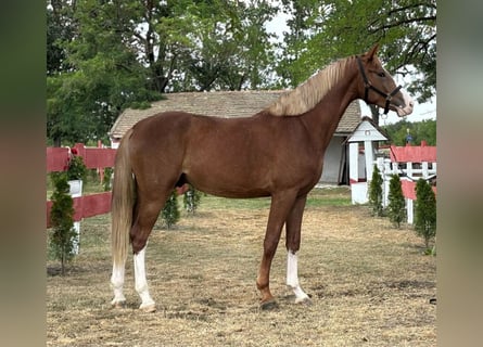 Sportivo Ungherese / Sportivo dell'Ungheria, Castrone, 3 Anni, 168 cm, Sauro ciliegia