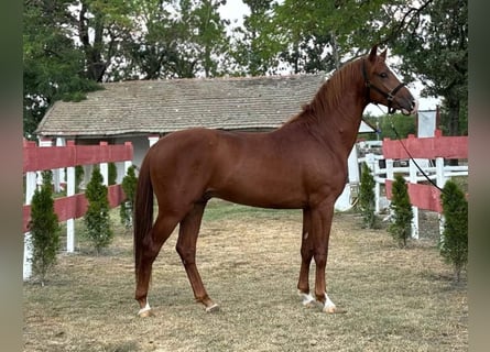 Sportivo Ungherese / Sportivo dell'Ungheria, Stallone, 3 Anni, 162 cm, Sauro ciliegia