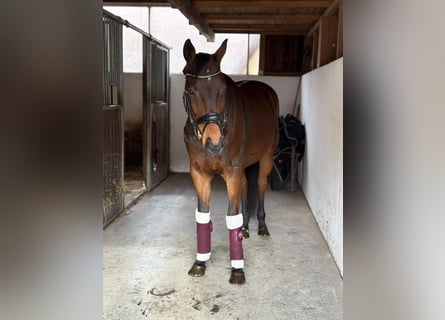 Sportivo Ungherese / Sportivo dell'Ungheria, Castrone, 11 Anni, 163 cm, Baio