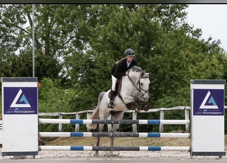 Sportivo Ungherese / Sportivo dell'Ungheria, Castrone, 14 Anni, 160 cm, Grigio