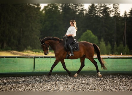 Sportivo Ungherese / Sportivo dell'Ungheria, Castrone, 19 Anni, 163 cm