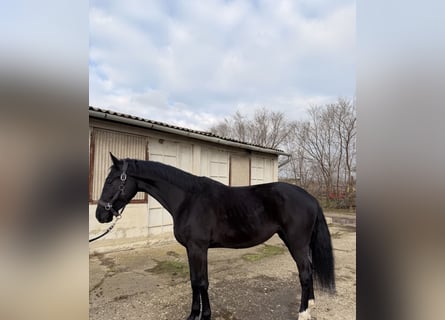 Sportivo Ungherese / Sportivo dell'Ungheria, Castrone, 4 Anni, 164 cm, Morello