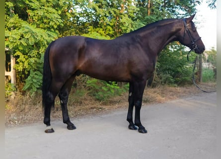 Sportivo Ungherese / Sportivo dell'Ungheria, Castrone, 4 Anni, 166 cm, Baio scuro