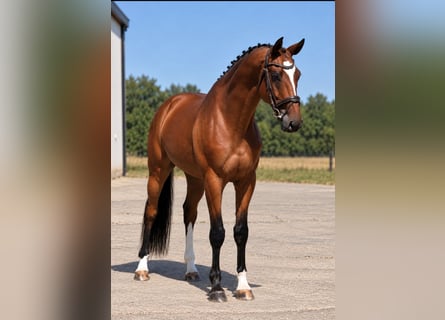 Sportivo Ungherese / Sportivo dell'Ungheria, Castrone, 4 Anni, 169 cm, Baio