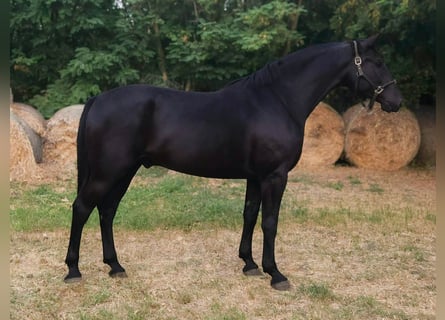 Sportivo Ungherese / Sportivo dell'Ungheria Mix, Castrone, 4 Anni, 171 cm, Morello