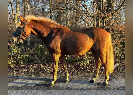 Sportivo Ungherese / Sportivo dell'Ungheria, Castrone, 5 Anni, 141 cm, Sauro