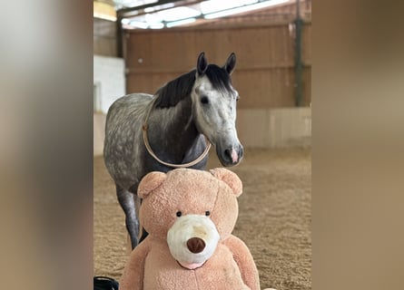 Sportivo Ungherese / Sportivo dell'Ungheria, Castrone, 5 Anni, 145 cm, Grigio