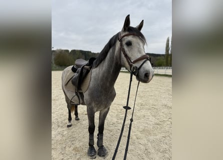 Sportivo Ungherese / Sportivo dell'Ungheria, Castrone, 5 Anni, 145 cm, Grigio