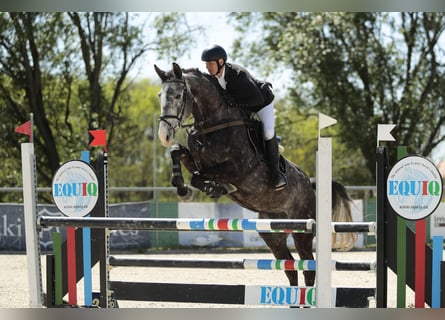 Sportivo Ungherese / Sportivo dell'Ungheria, Castrone, 5 Anni, 177 cm, Grigio