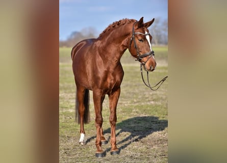 Sportivo Ungherese / Sportivo dell'Ungheria, Castrone, 6 Anni, 160 cm, Sauro