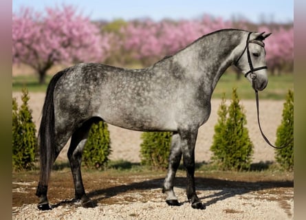 Sportivo Ungherese / Sportivo dell'Ungheria, Castrone, 6 Anni, 165 cm, Grigio