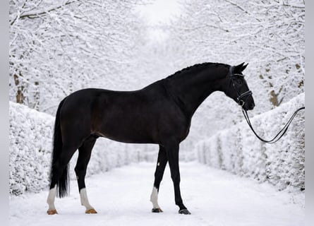 Sportivo Ungherese / Sportivo dell'Ungheria, Castrone, 6 Anni, 168 cm, Morello