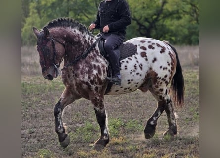 Sportivo Ungherese / Sportivo dell'Ungheria, Castrone, 7 Anni, 169 cm, Leopard