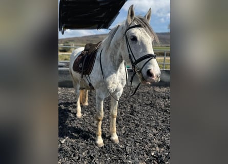 Sportivo Ungherese / Sportivo dell'Ungheria, Castrone, 8 Anni, 165 cm, Grigio pezzato