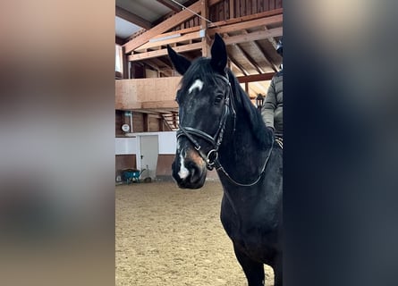 Sportivo Ungherese / Sportivo dell'Ungheria, Castrone, 9 Anni, 165 cm, Morello