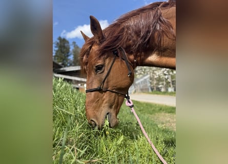 Sportivo Ungherese / Sportivo dell'Ungheria, Giumenta, 14 Anni, 154 cm, Sauro