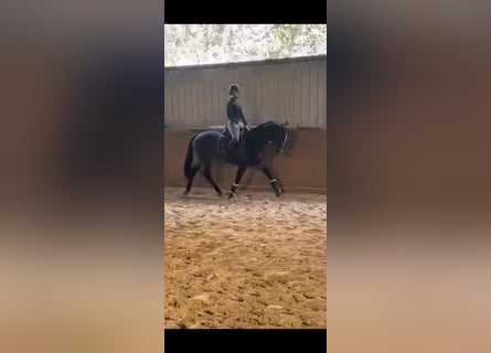 Sportivo Ungherese / Sportivo dell'Ungheria, Giumenta, 14 Anni, 162 cm, Baio scuro