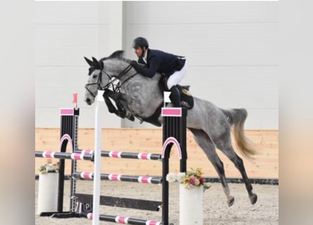 Sportivo Ungherese / Sportivo dell'Ungheria, Giumenta, 9 Anni, 169 cm, Grigio
