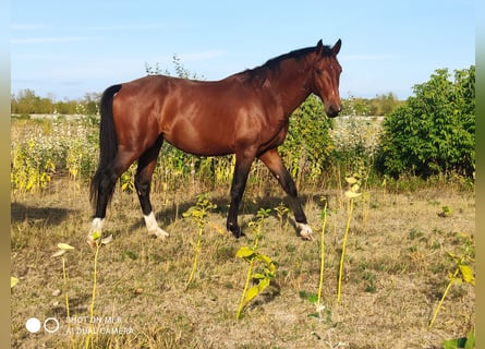 Sportivo Ungherese / Sportivo dell'Ungheria, Stallone, 2 Anni, 168 cm, Baio ciliegia