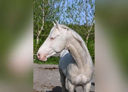 Sportivo Ungherese / Sportivo dell'Ungheria, Stallone, 5 Anni, 163 cm, Cremello