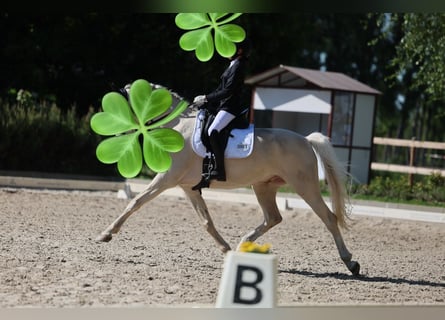 Sportpony gesucht – Springen/Dressur (doppelt veranlagt) 